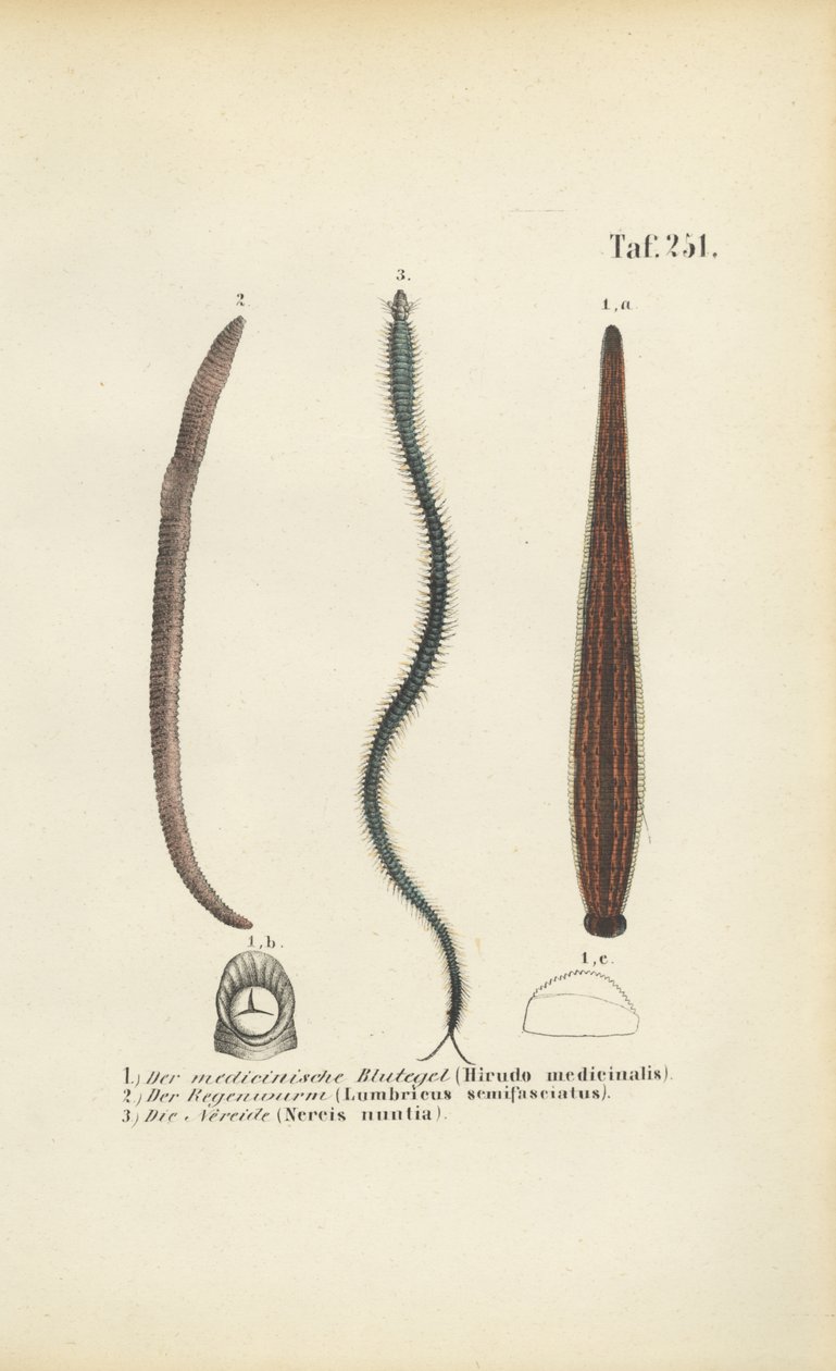 Medizinischer Blutegel, Regenwurm und Nereis von J. W. Tenhaeff