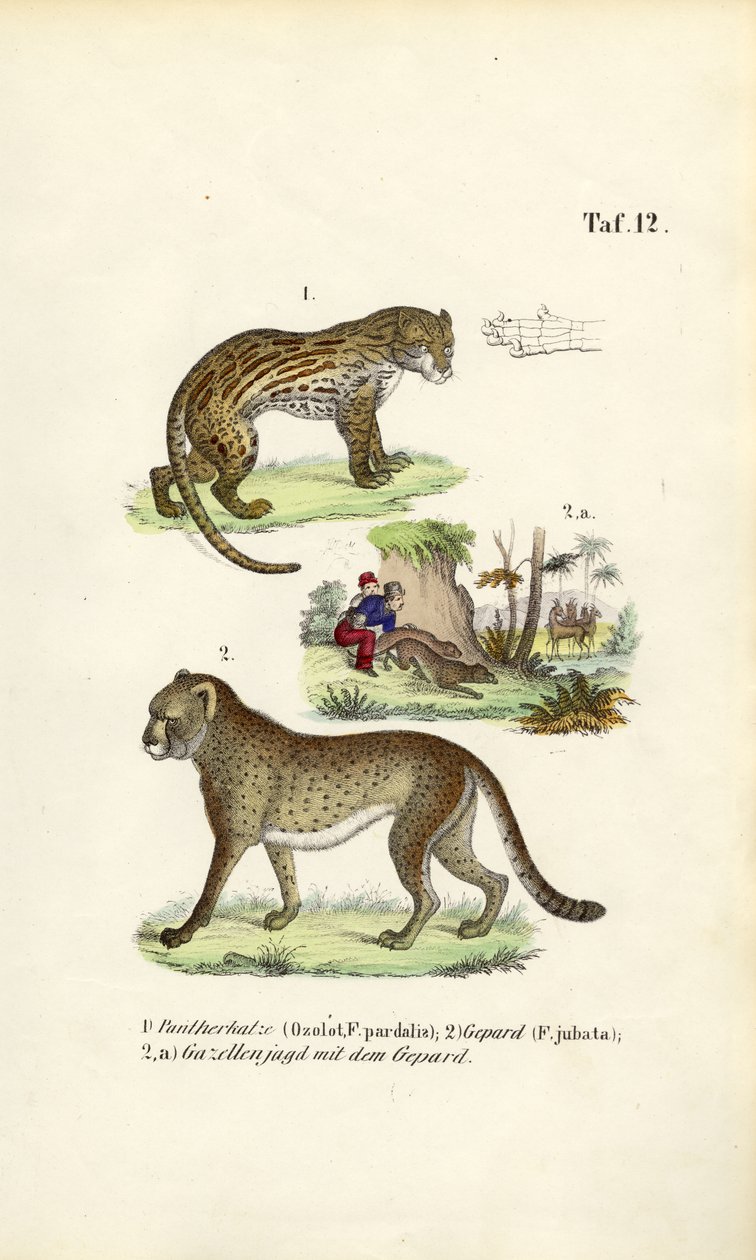 Ozelot, Gepard und Gepardenjagd von J. W. Tenhaeff