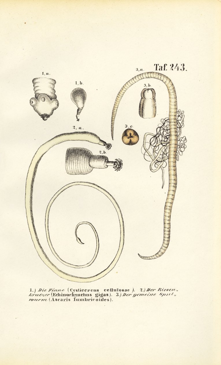 Parasitische Würmer und ihre Entwicklungsstadien von J. W. Tenhaeff