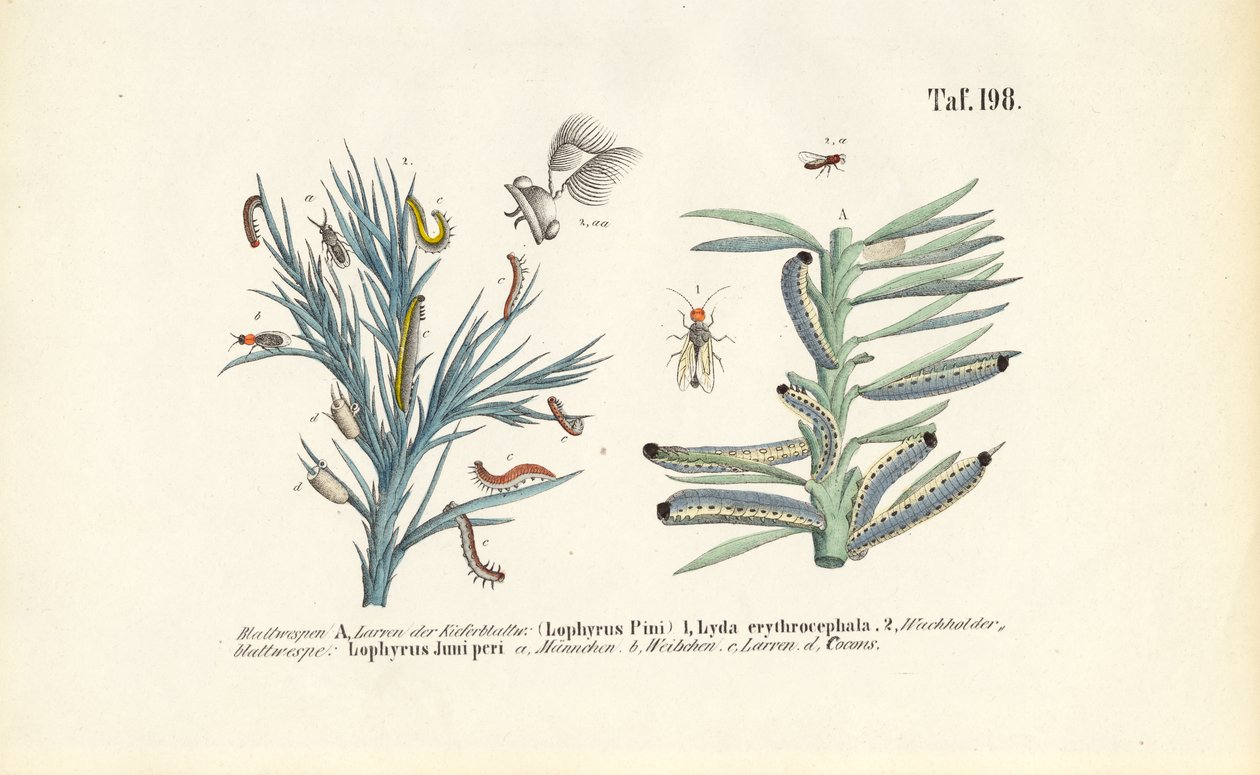 Kiefernschwebfliegenlarven und ihre Entwicklung von J. W. Tenhaeff