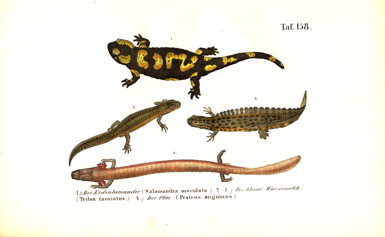 Salamander und Molche in verschiedenen Entwicklungsformen von J. W. Tenhaeff