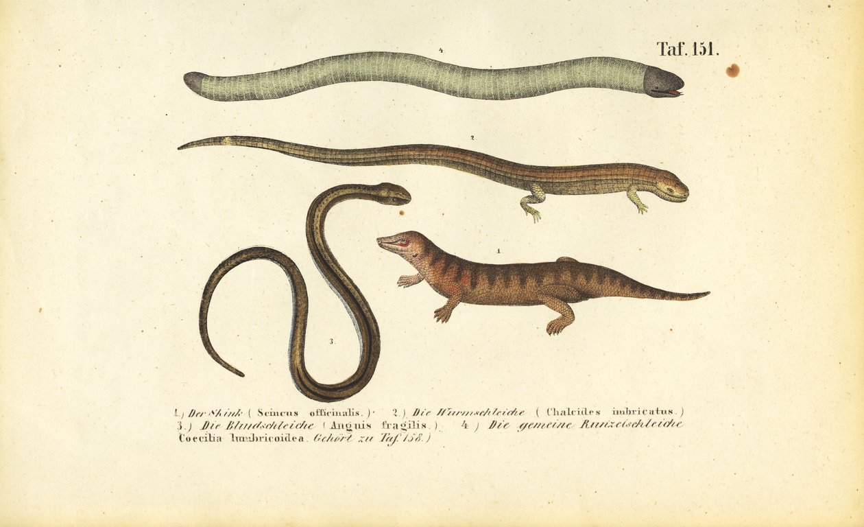 Skink, Zylinderskink, Blindschleiche und Schleichenlurch von J. W. Tenhaeff