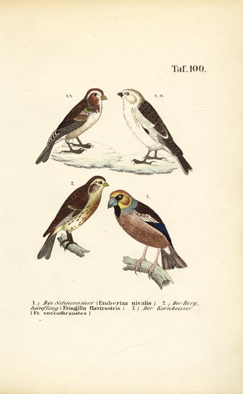 Schneeammer, Berghänfling und Kernbeißer von J. W. Tenhaeff