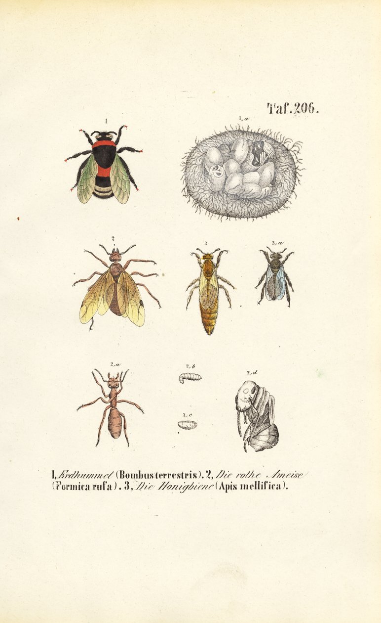 Soziale Insekten mit Entwicklungsstadien von J. W. Tenhaeff