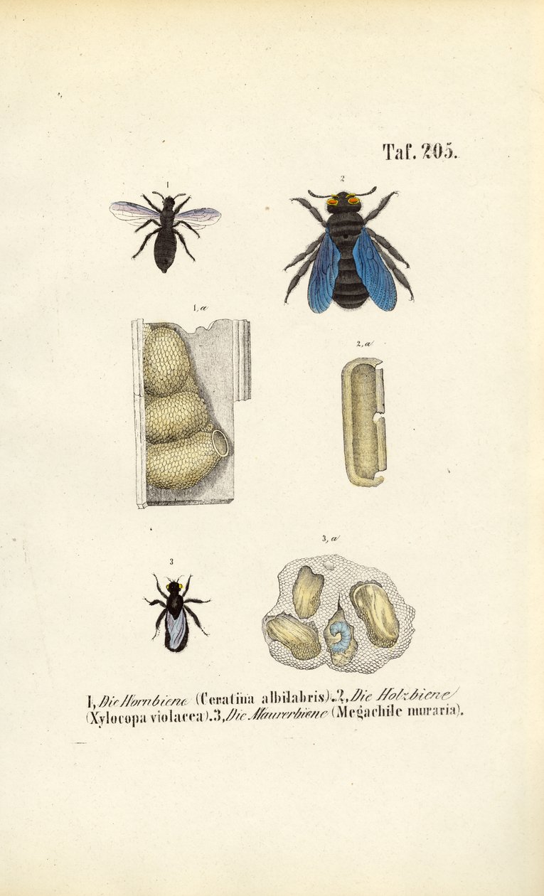 Spezialisierte Bienenarten und ihre Neststrukturen von J. W. Tenhaeff