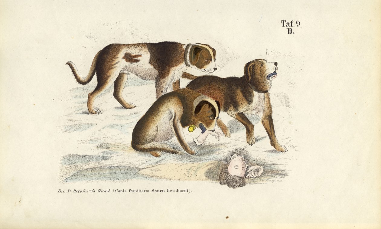 Bernhardinerhunde bei der Rettung von J. W. Tenhaeff