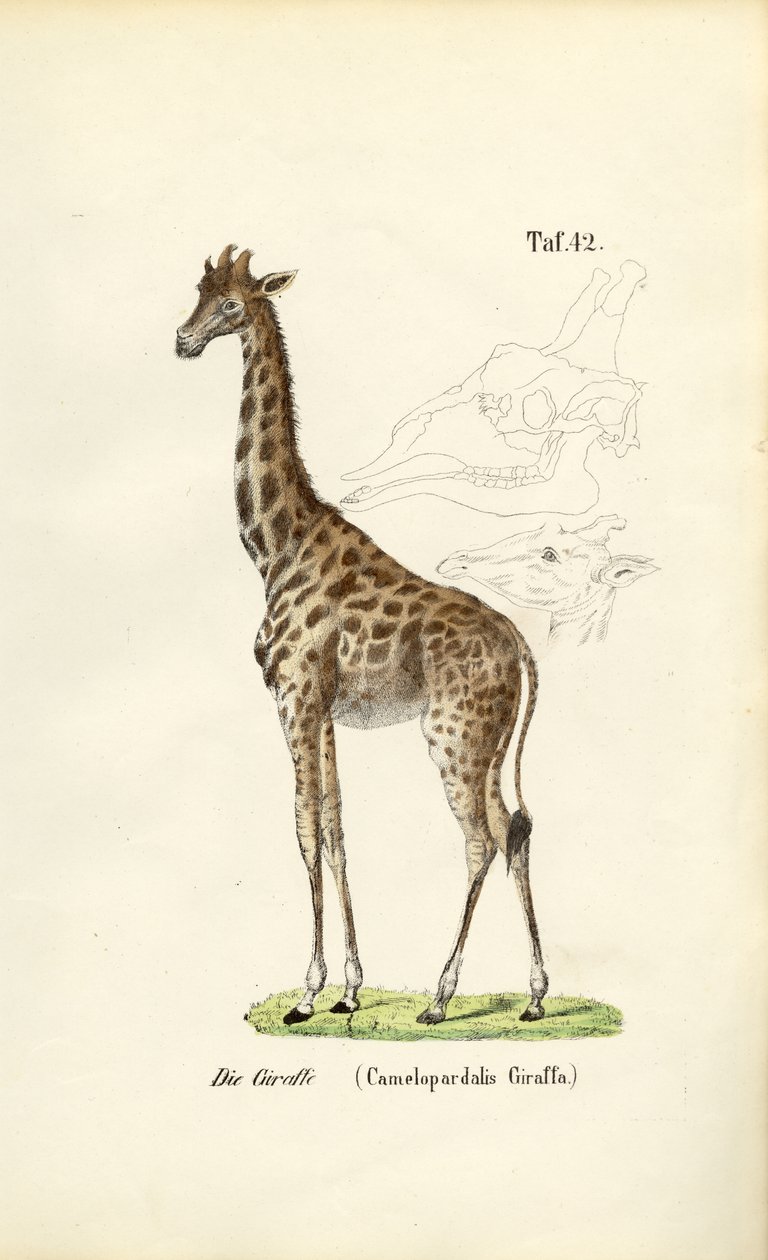 Die Giraffe von J. W. Tenhaeff