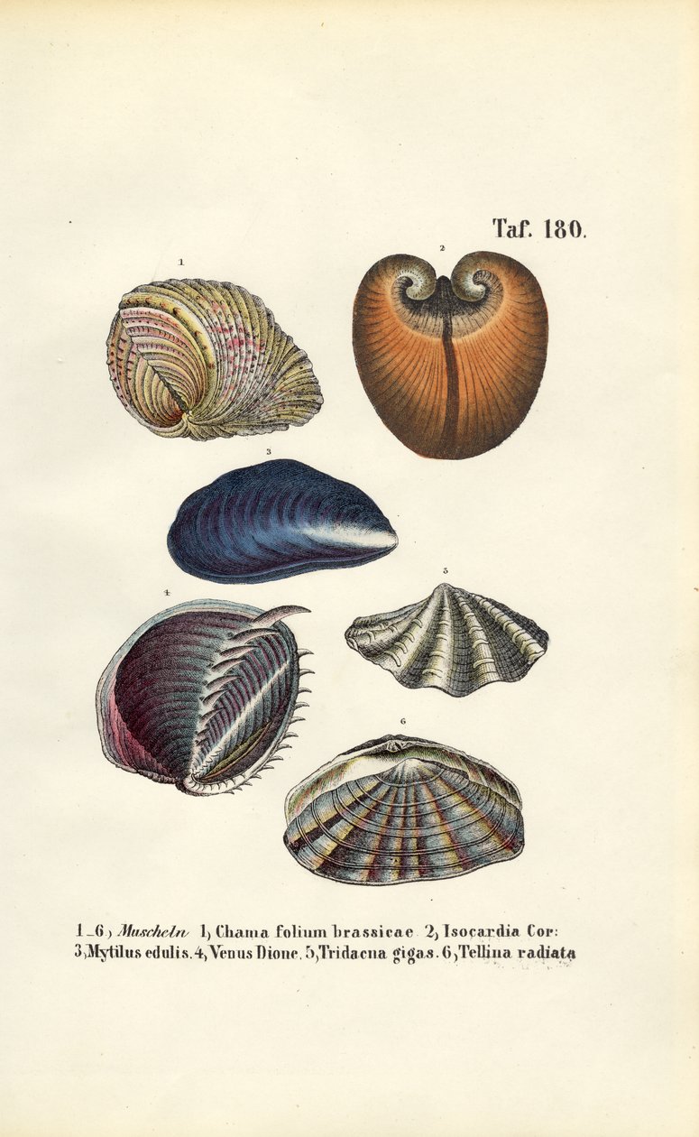 Verschiedene Meeresmuscheln von J. W. Tenhaeff