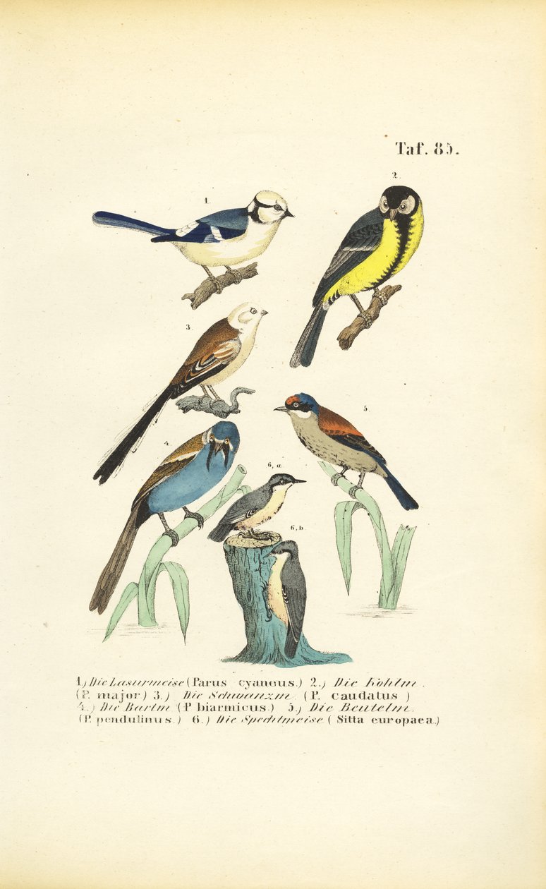 Verschiedene Meisenarten und Kleiber von J. W. Tenhaeff