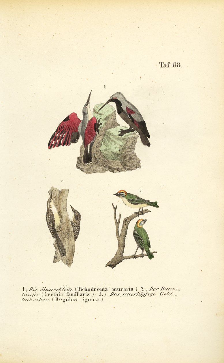 Mauerläufer, Baumläufer und Sommergoldhähnchen von J. W. Tenhaeff