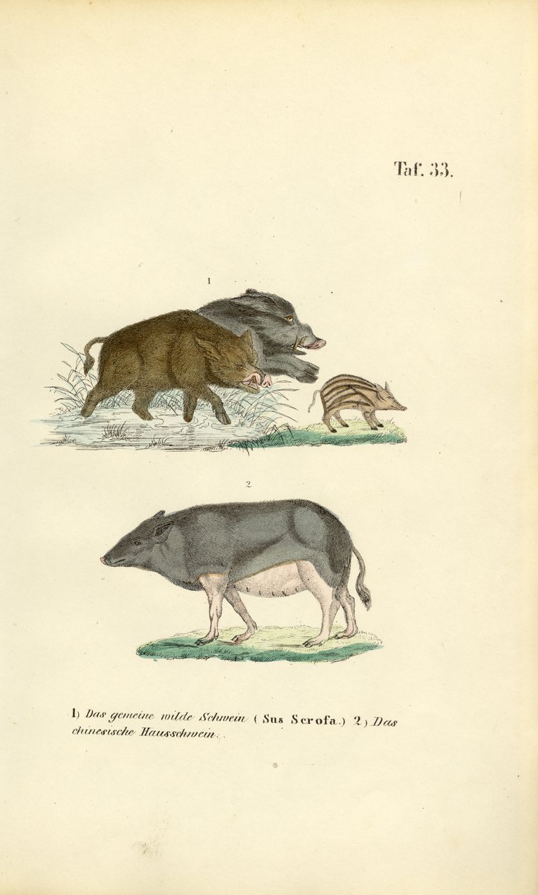 Wildschweine und Hausschwein von J. W. Tenhaeff