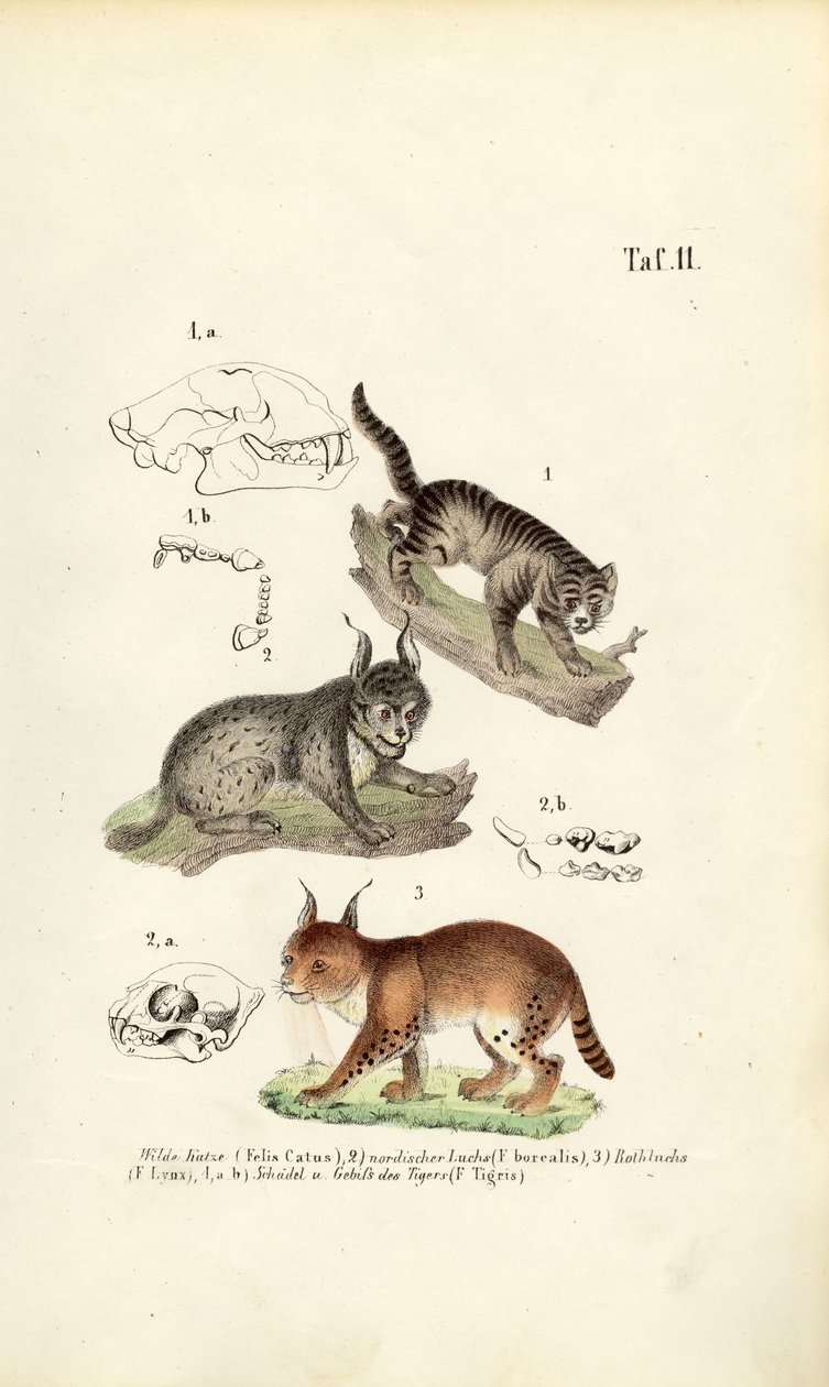 Wildkatzen mit anatomischen Details von J. W. Tenhaeff