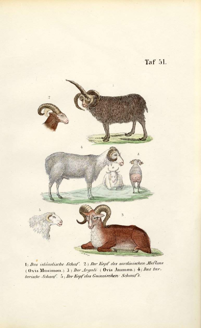 Wildschafe und ihre Varianten von J. W. Tenhaeff