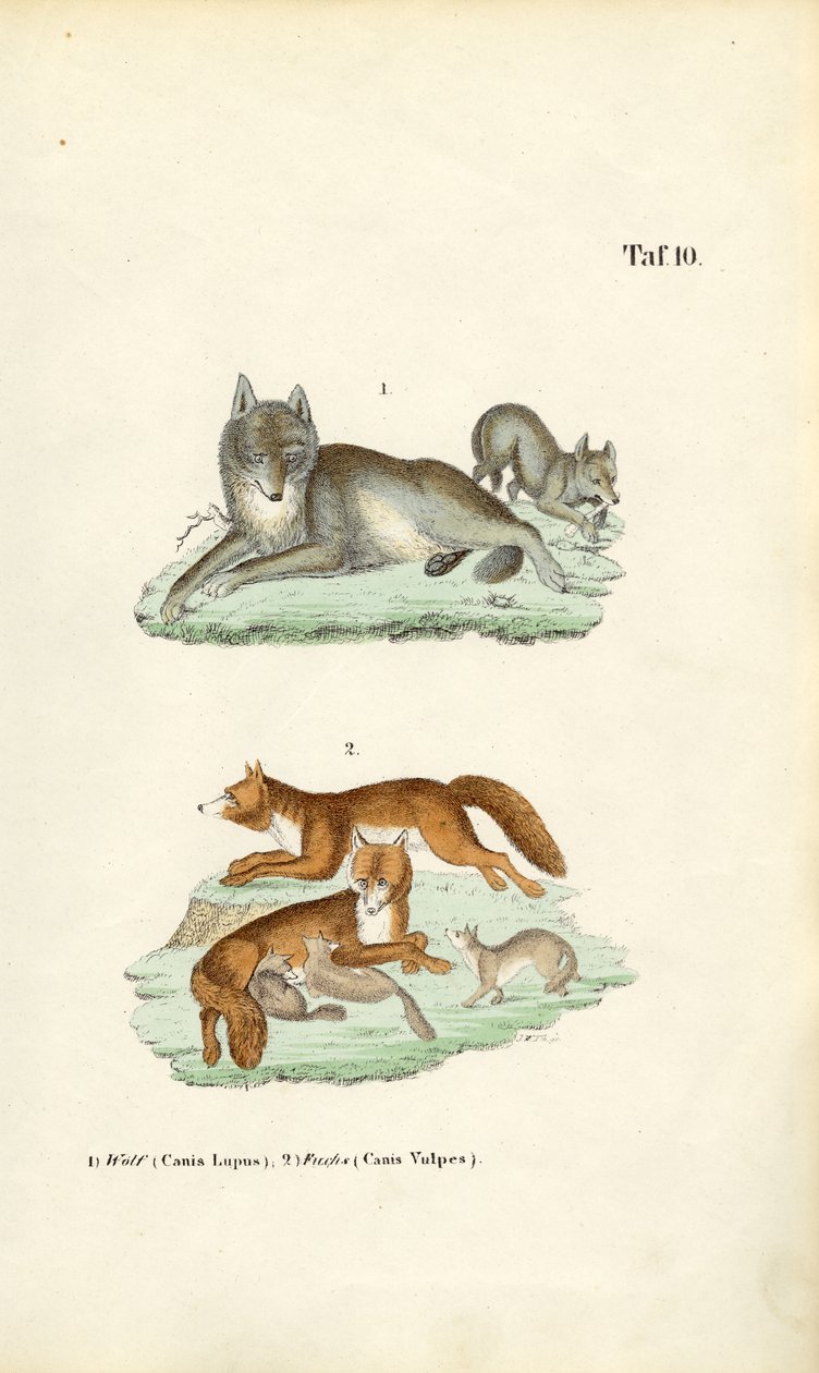 Wolf und Fuchs mit ihren Jungen von J. W. Tenhaeff