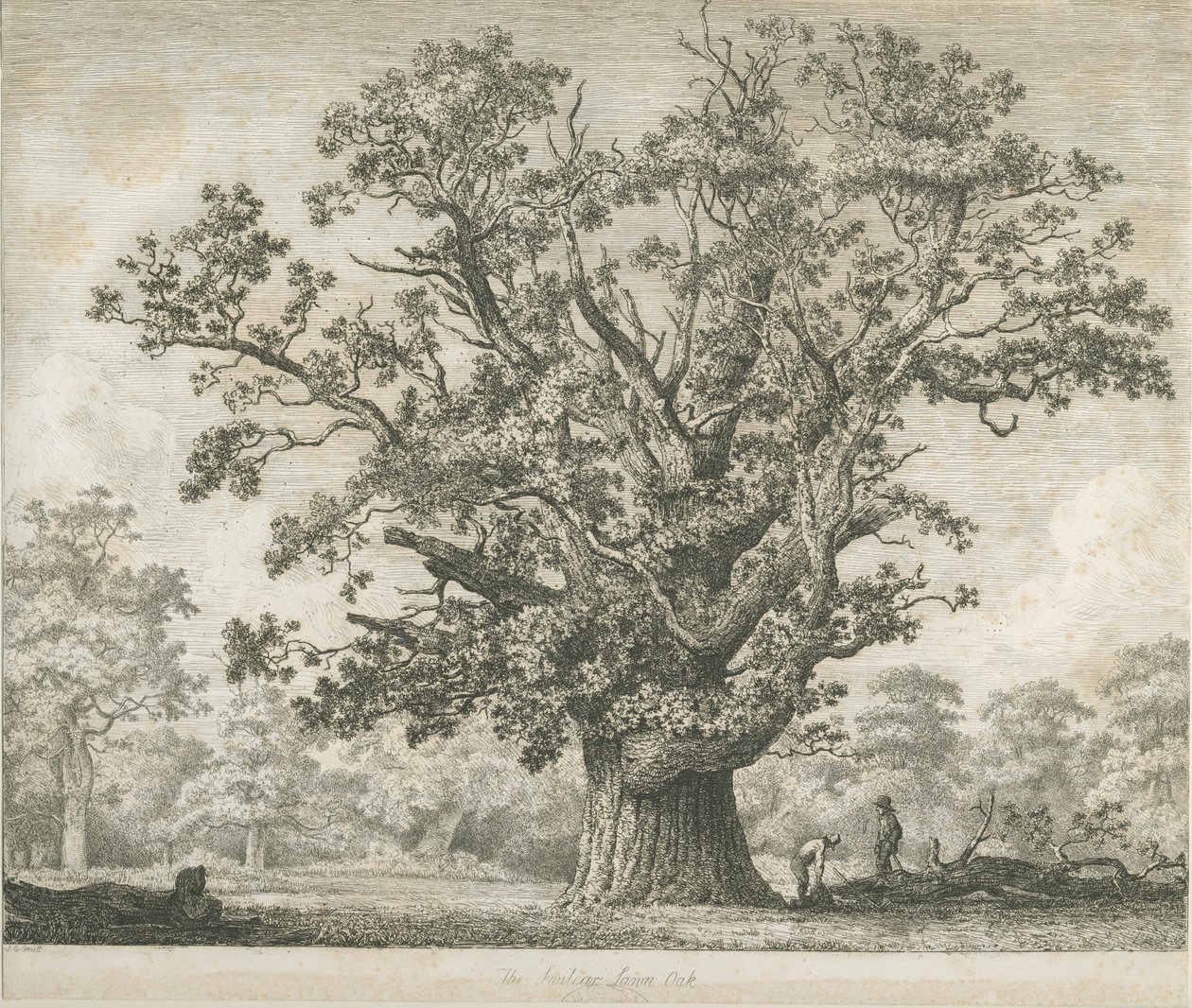 Needwood - Swilcar Eiche von Jacob George Strutt