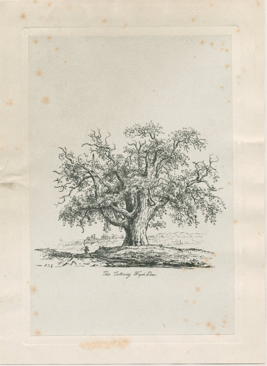 Tutbury - "Wych Elm": Gravur von Jacob George Strutt