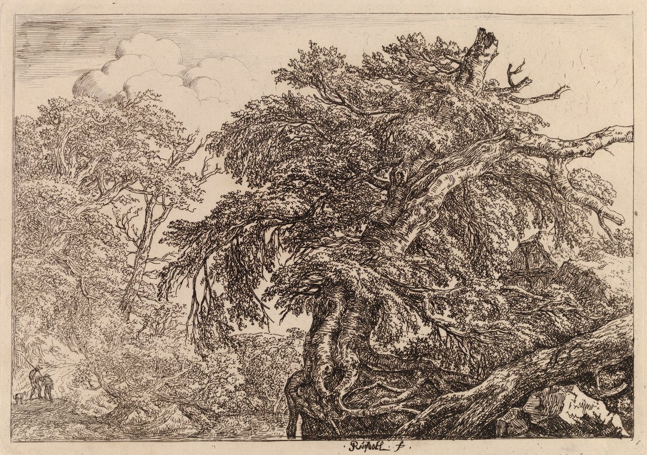 Alter Baum von Jacob van Ruisdael