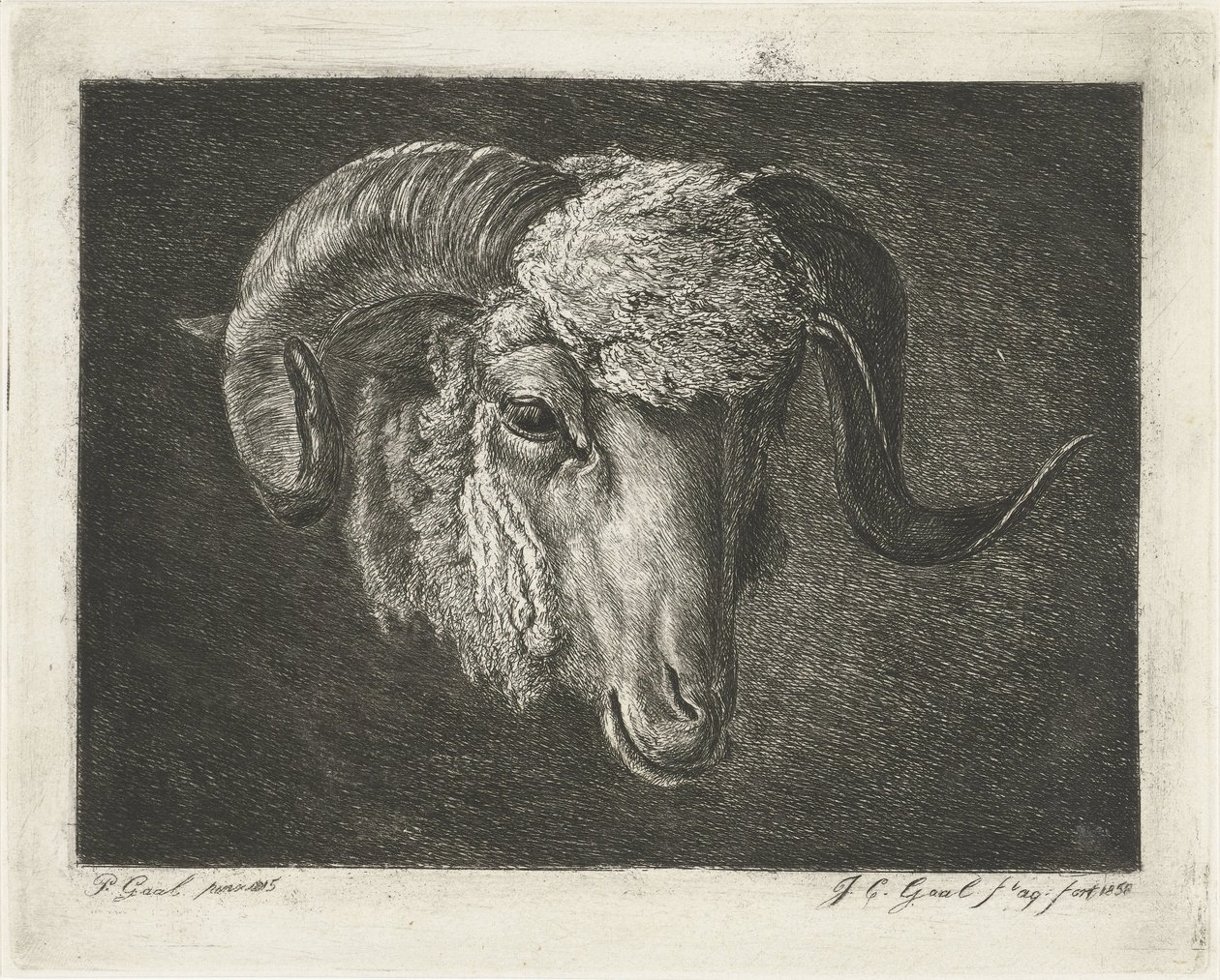 Kopf eines Widders mit gebogenen Hörnern von Jacobus Cornelis Gaal