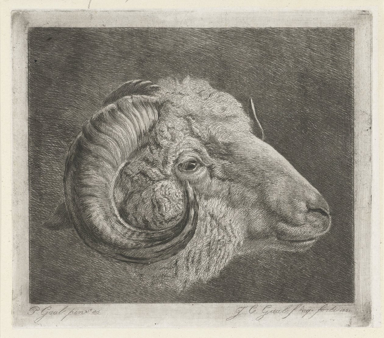 Kopf eines Widders mit nach dem Auge gebogenem Horn von Jacobus Cornelis Gaal
