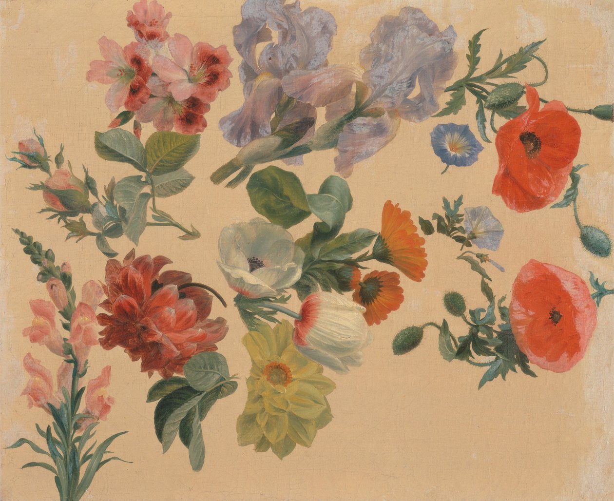Studien von Sommerblumen von Jacques Laurent Agasse