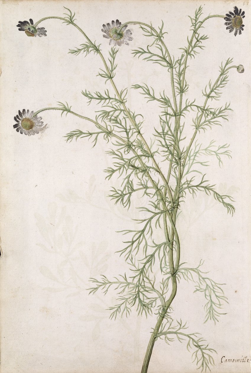 Chamaemelum nobile Allioni, ca. 1568 von Jacques Le Moyne