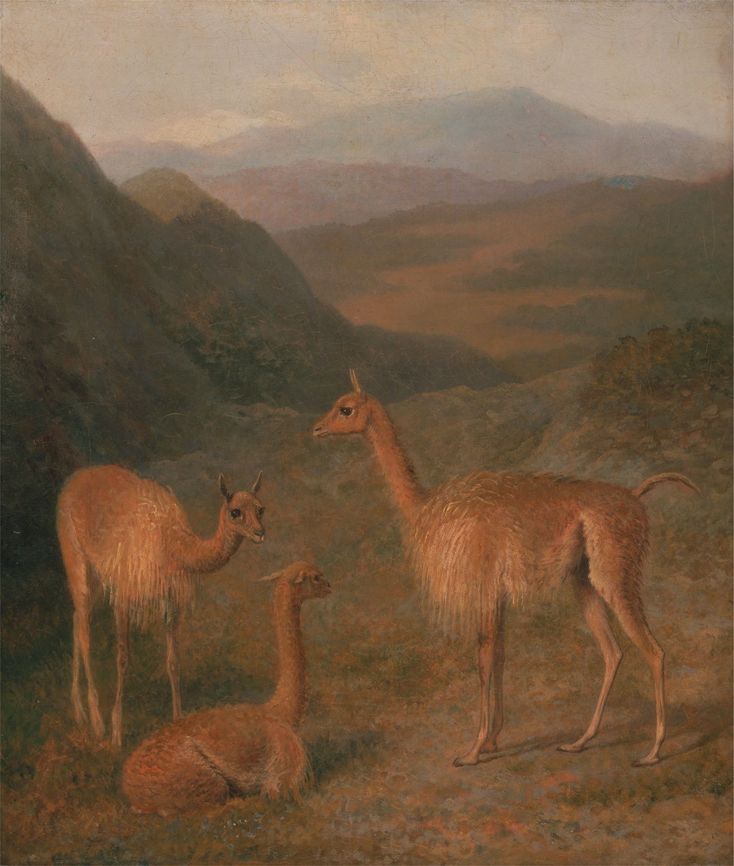 Vikunjas von Jacques-Laurent Agasse