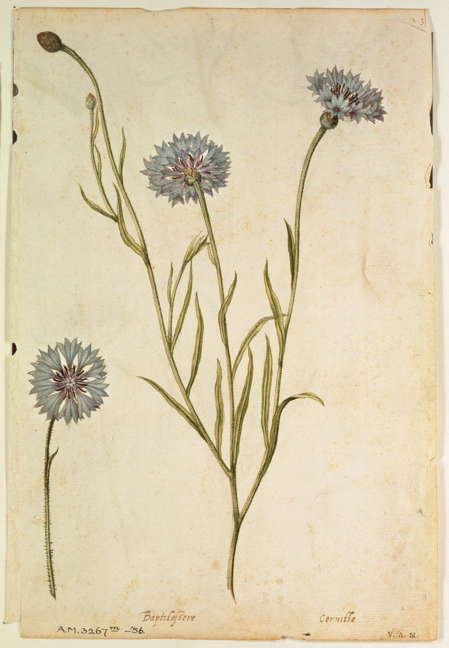 Kornblume: Centaurea cyanus, um 1568, von J.le Moyne de Morgues (um 1530-88) von Jacques (1533-88) Le Moyne