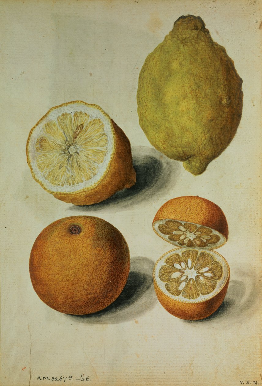 Zitronen: Citrus limonum und Citrus aurantium, um 1568 von Jacques (1533 88) Le Moyne
