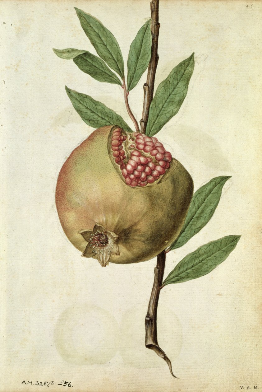 Granatapfel: Punica granatum, um 1568, von J.le Moyne de Morgues (um 1530-88) von Jacques (1533-88) Le Moyne