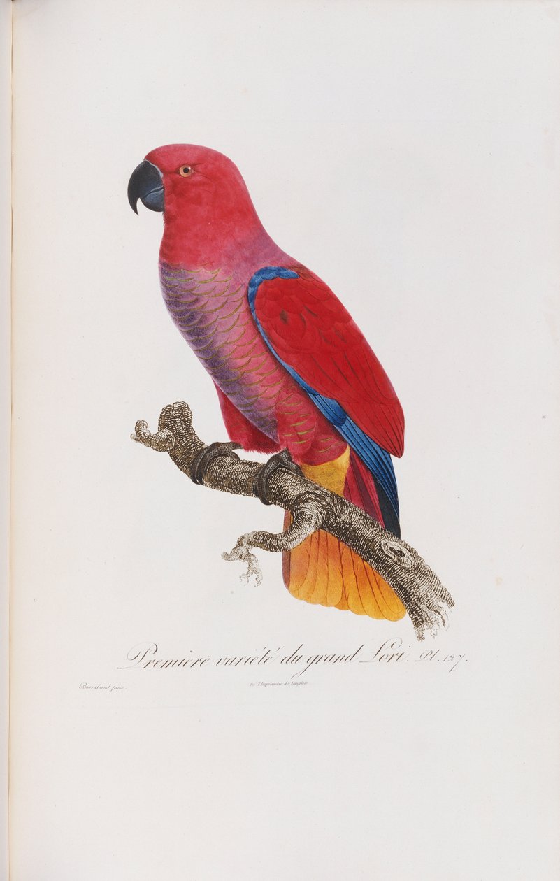 Premiere variete du Grand Lori, graviert von Langlois, ca. 1801-05 von Jacques Barraband