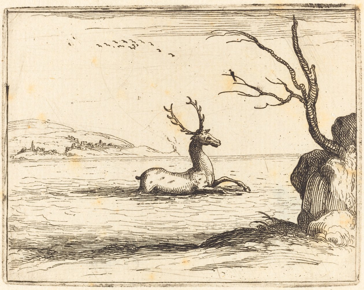 Hirsch im Wasser von Jacques Callot