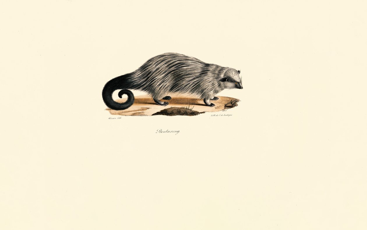 Afrikanisches Borstenhörnchen von Jacques Christophe Werner