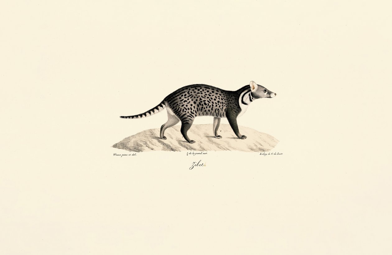 Afrikanische Zibetkatze von Jacques Christophe Werner