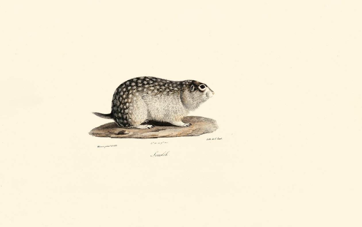 Afrikanisches Erdhörnchen von Jacques Christophe Werner