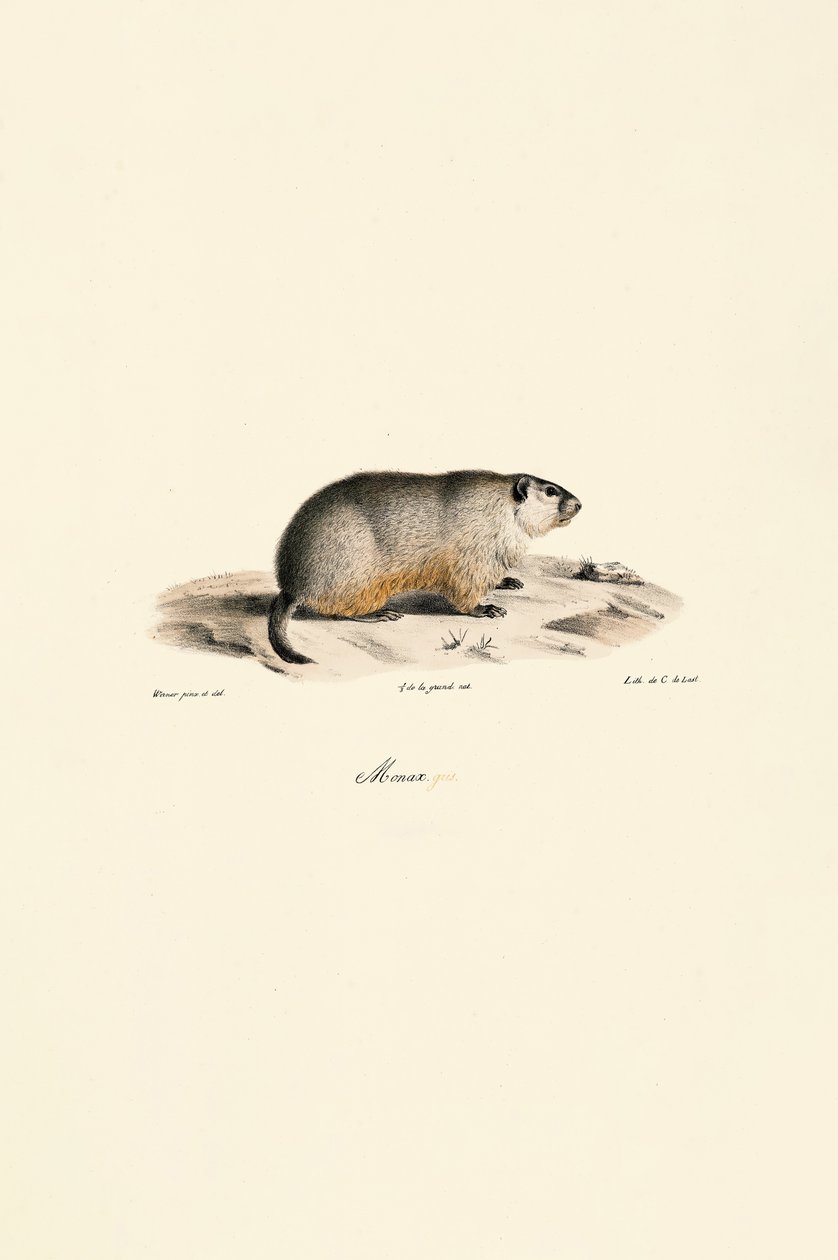 Alpenmurmeltier (Monax-Variante) von Jacques Christophe Werner