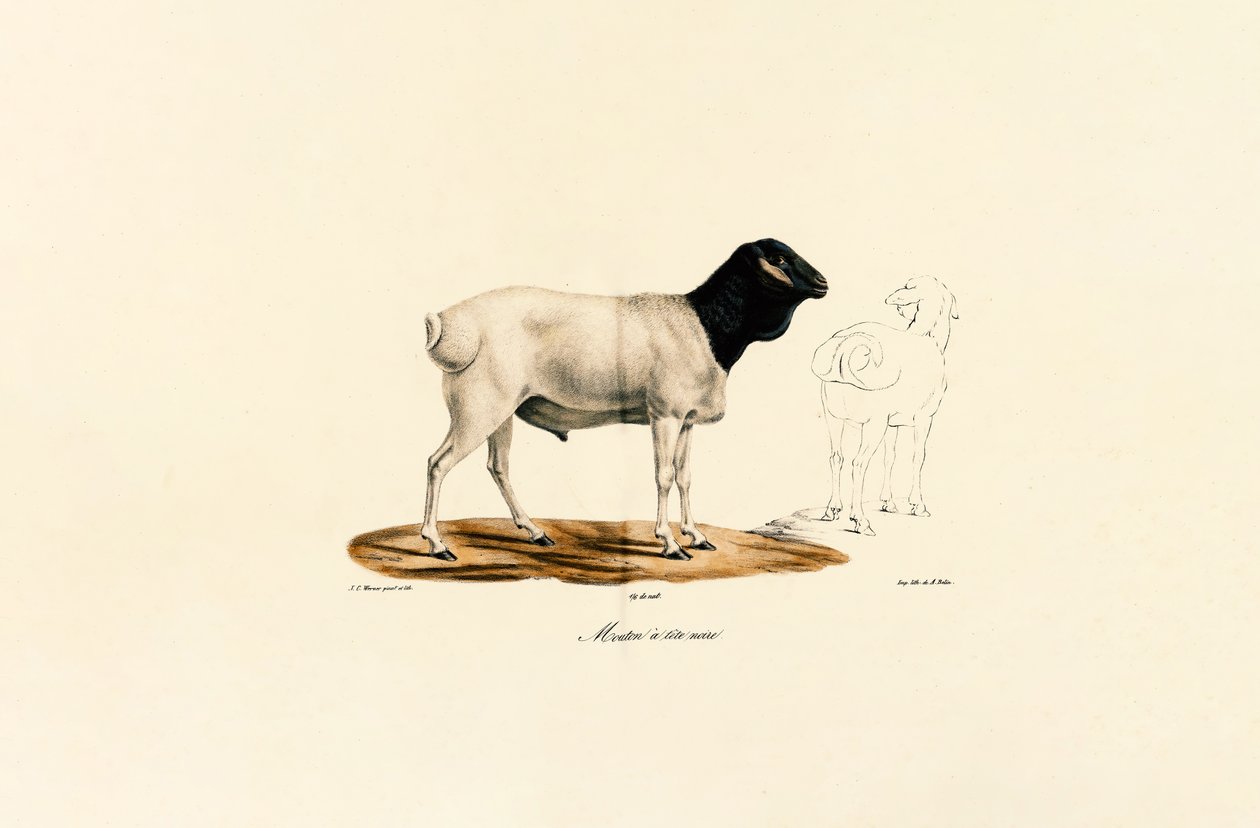 Schwarzköpfiges Schaf von Jacques Christophe Werner