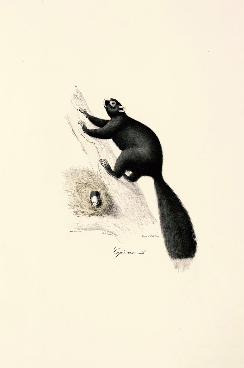 Schwarzer Kapuzineraffe (Männlich) von Jacques Christophe Werner
