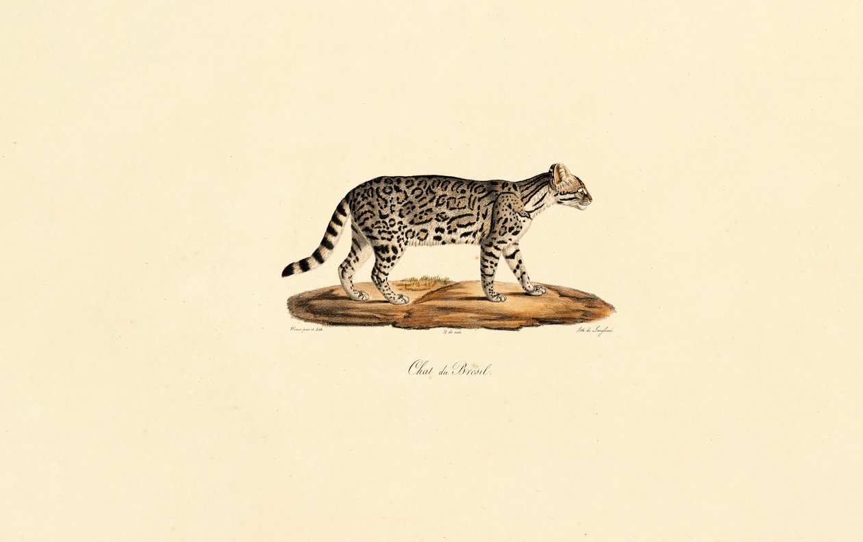 Brasilianische Tigerkatze von Jacques Christophe Werner