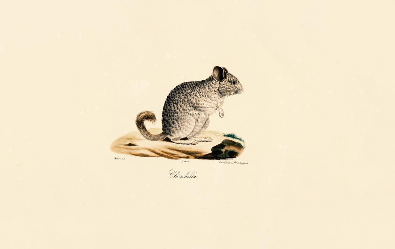 Chinchilla (Chinchilla) von Jacques Christophe Werner