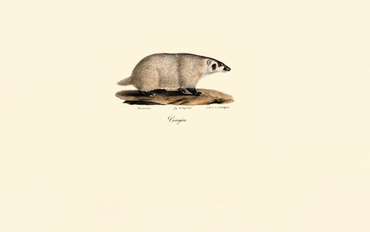 Nasenbär von Jacques Christophe Werner