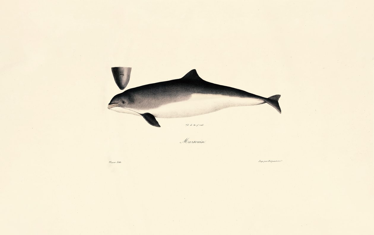 Gewöhnlicher Großer Tümmler von Jacques Christophe Werner