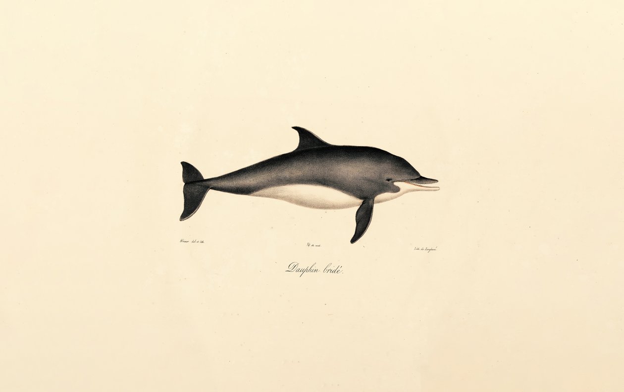 Gewöhnlicher Delfin (Delphinus delphis) von Jacques Christophe Werner