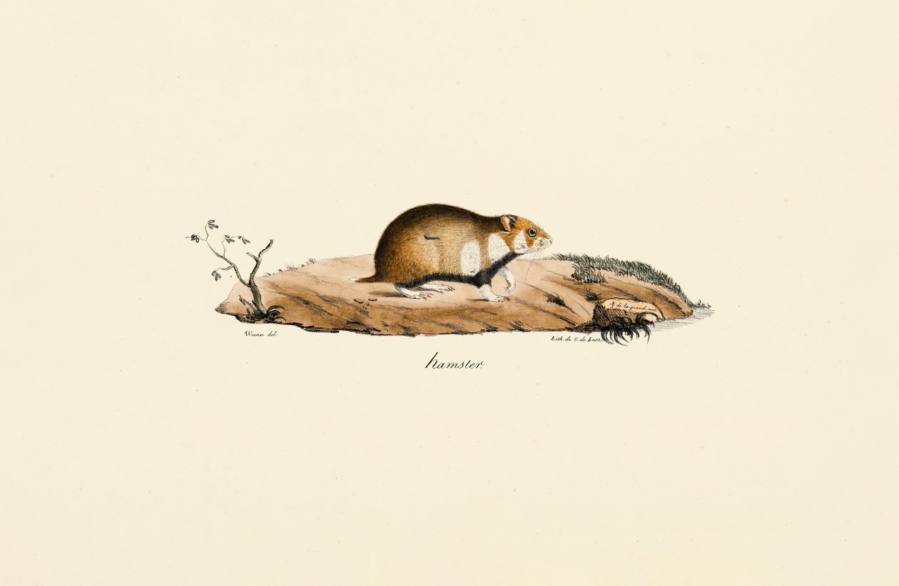 Feldhamster von Jacques Christophe Werner