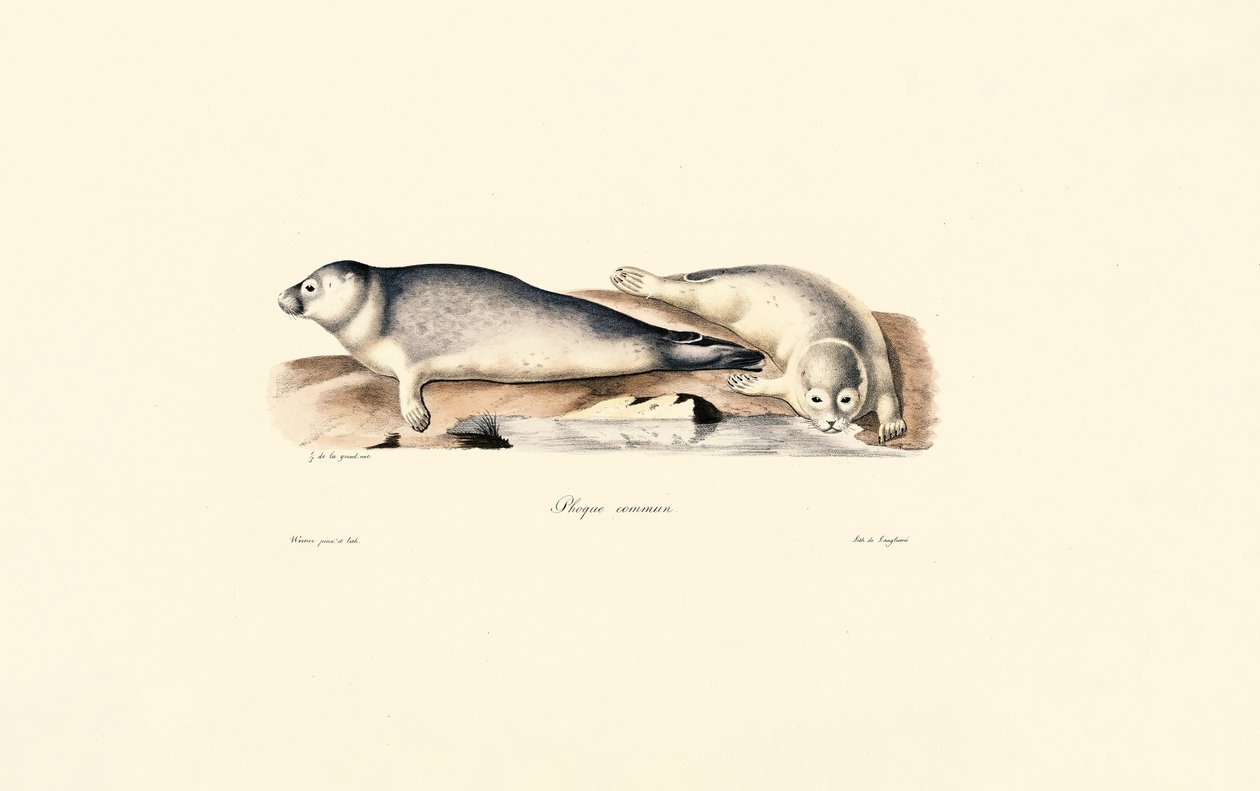 Gewöhnliche Robbe von Jacques Christophe Werner
