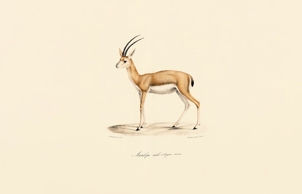 Dorkasgazelle (Männlich) von Jacques Christophe Werner