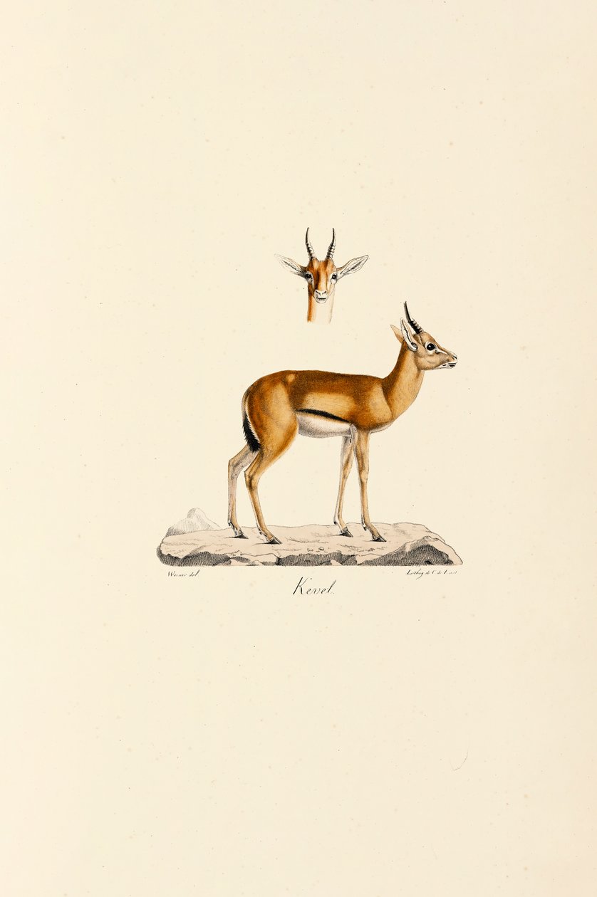 Dorkasgazelle von Jacques Christophe Werner