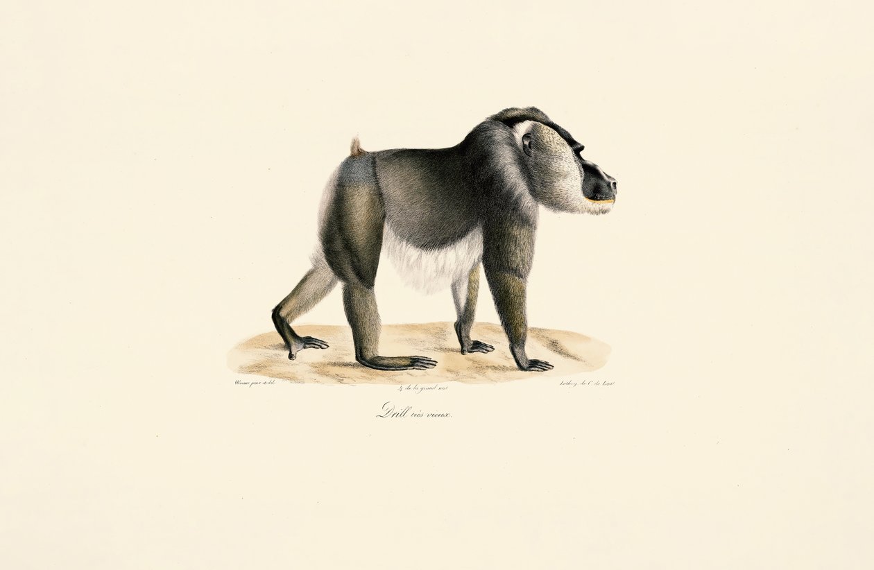 Drill mit weißer Brust von Jacques Christophe Werner