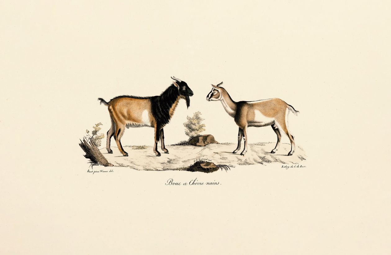 Zwergbock und Zwergziege von Jacques Christophe Werner