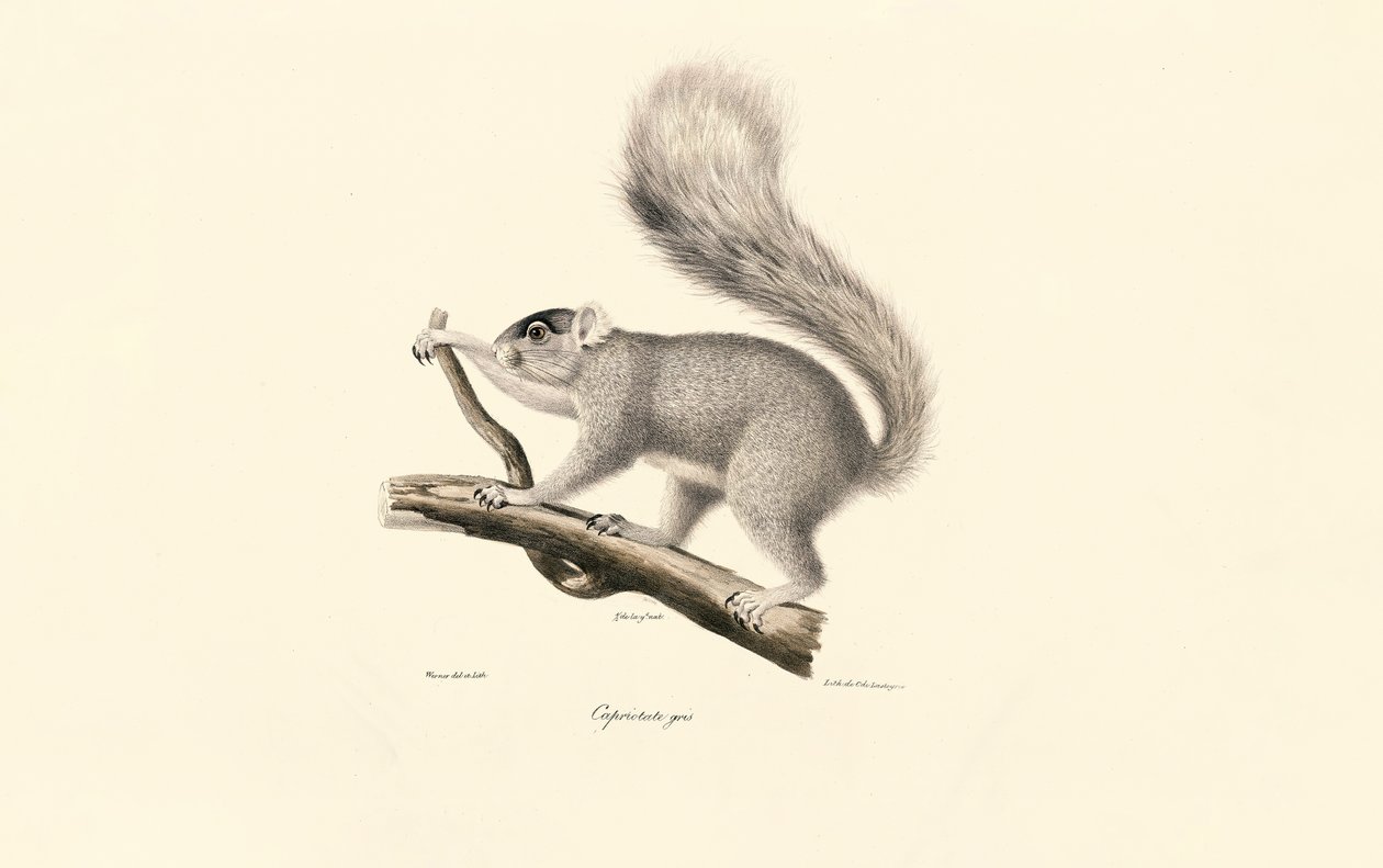 Östliches Grauhörnchen von Jacques Christophe Werner