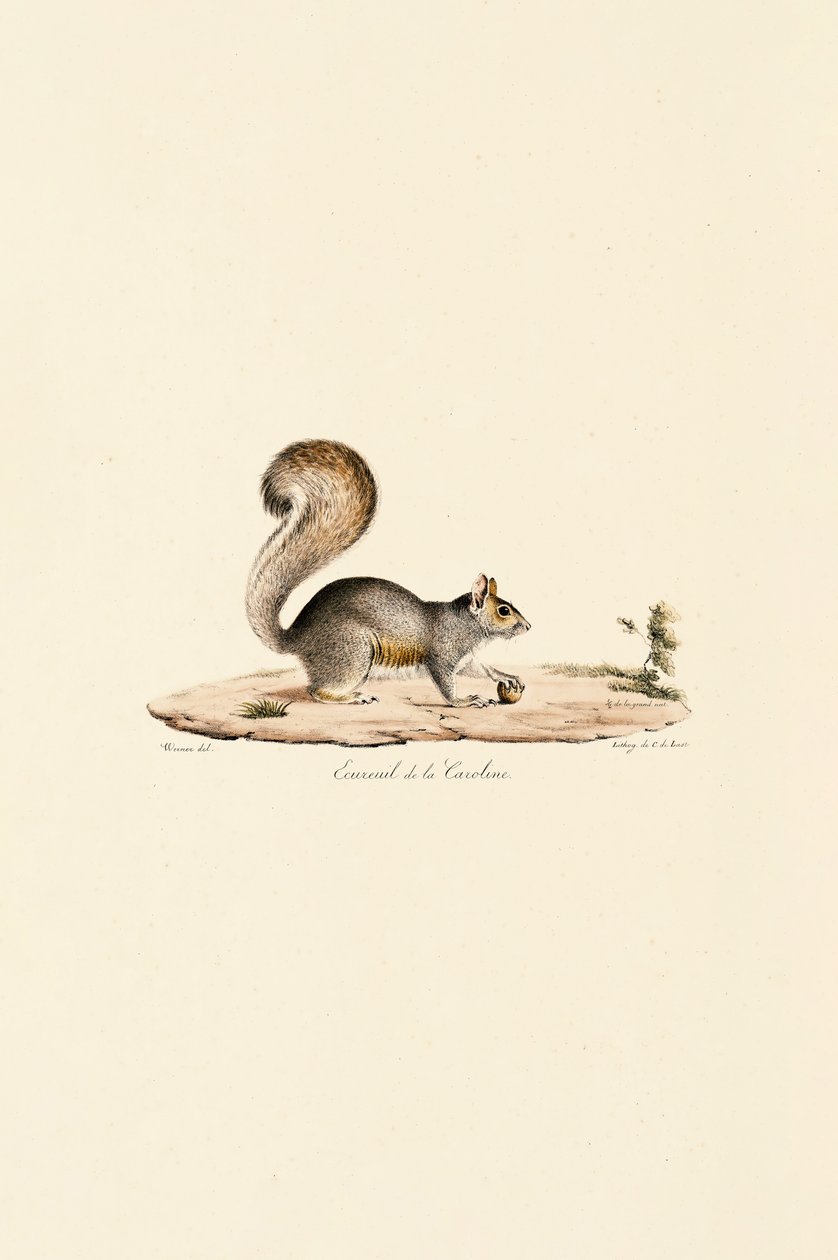 Östliches Grauhörnchen von Jacques Christophe Werner